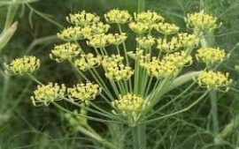 Venkel zoet 100% Inci Foeniculum vulgare Spanje  10ml