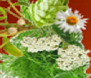 Plantenessenz INCI INCI-naam: Aqua, Alcohol, Venkel, Hop, Humulus Lupulus, Citroenmelisse, Melissa Officinalis, Maretak, Matricuri Reciltita, Duizendblad, Achillea Millefolium. va 50m