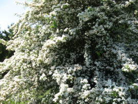 Meidoorn 100mlBevat:: Aqua,Propylene glycol,Alcohol Denat.Crataegus leaf