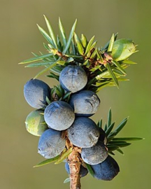 Jeneverbes/Juniperus communis va 50gr