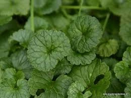 Hondsdraf va 50gr Glechoma hederacea