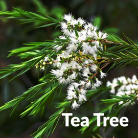 Tea Tree  va 10ml  Melaleuca alternifolia