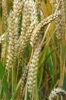 Tarwekiemolie INCI:Triticum Aestivum v.a. 100ml koudgeperst