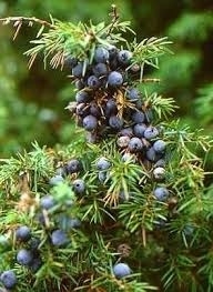 Jeneverbes  nr 2  va 10ml INCI; Juniperus communis L. Indien
