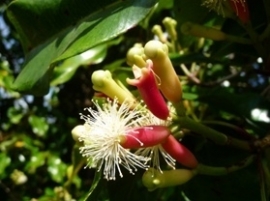 Kruidnagelbloem va 10ml. INCI Eugenia caryophyllata Indonesie 100% 10ml