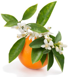 Petitgrain 100%  INCI; Citrus Aurantium Leaf  Spanje 10ml