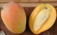 Mangobutter va 100gr INCI: Mangifera Indica(Mango) Seed Butter