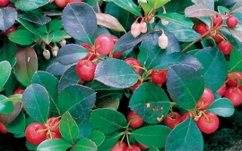 Wintergreen 100% INCI Gaultheria procumbens China 10ml