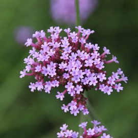 Tijm Rood 100% INCI: Thymus Vulgaris Spanje