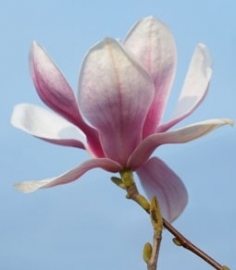 Magnolia