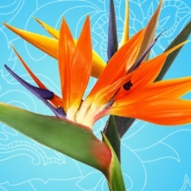 Birds of paradise Bestseller 50ml