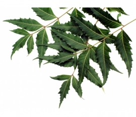 Neem olie INCI: Melia Azadirachta Seed (Neem) Oil va 100ml ongeraffineerd