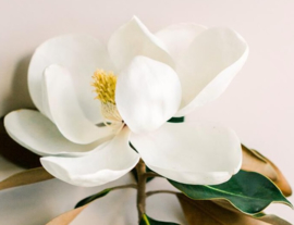 White MagnoliaBB640