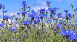 Korenbloemen va 50gr