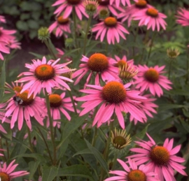 Rode Zonnehoed/Echinacea purpuraea herba blad gesneden va 50gr