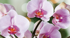 Orchidee va 10ml