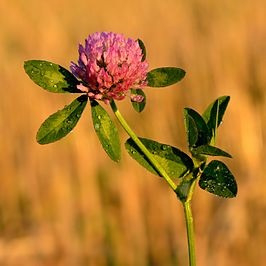 Rode Klaver/Trifolium pratense) va 50gr