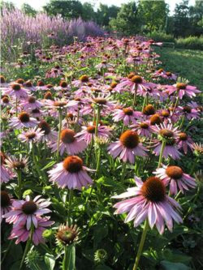 ECHINACEA PURPURAEA HERBA GESN. 50gr