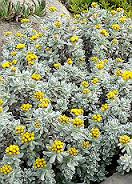 BIO Helichrysum ook wel Strobloem/immortelle  INCI Helichrysum Gymnocephalum 10ml