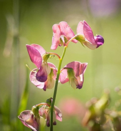 Sweat Pea ( lathyrus) BESTSELLER