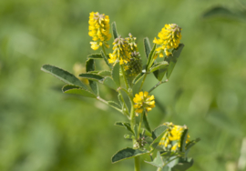 Honingklaver/Melilotus officinalis, akkerhoningklaver va 50gr