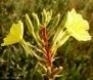 Teunisbloemolie  INCI: Oenothera Biennis 50ml koudgeperst