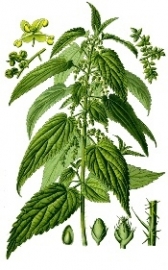 Brandnetelblad 50gr  Urtica Folium