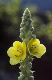 Toortsbloemen/ Kaarsjeskruid/Verbascum) va 50gr