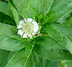 BIO Bhringaraj poeder va 25gr INCI Eclipta alba