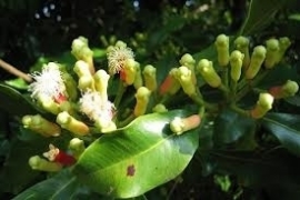 Kruidnagel blad INCI; Eugenia caryiphyllata Thunberg Madagaskar   10ml   100%