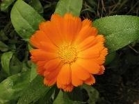 Calendulaolie INCI: Helianthus Annuus - Calendula officinalis va  100ml ( maceraat)