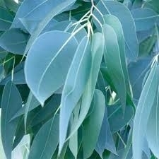 Eucalyptus 10mINCI;lEucalyptus globulus