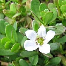 BIO Brahmi poeder va 25gr