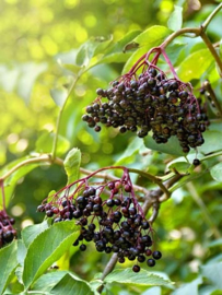Vlierbes  Sambucus nigra  va 25gr