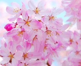 Cherry Blossem BB 1639