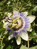 Passiekruid/Passieflora herba