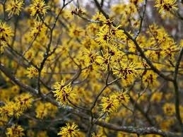 Hamamelis extract  INCI:  Aqua, Ethoxydi-, Propylene- und Butyleneglycol, Hamamelis Virginiana 100ml