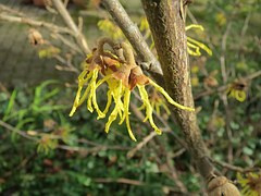 Hamameliswater of Toverhazelaar INCI-naam: Hamamelis Virgina Leaf Water