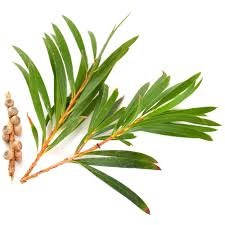 Tea Tree wild pluk va 10ml  Melaleuca alternifolia)