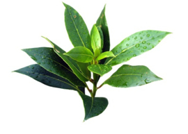 BIO Tea-tree  WILDPLUK INCI Melaleuca  alternifolia australie10ml