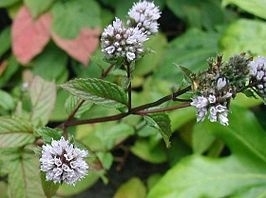 Pepermuntblad 50gr Mentha ×piperita