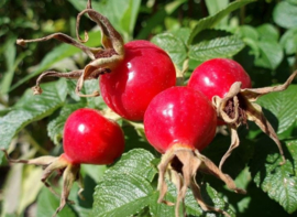 Rozenbottelpoeder va  50gr