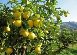 Bergamotte reggio 10ml INCI Citrus Bergamia Risso Italie 100% natuur