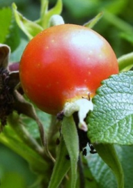 Rozenbottel heel /Fructus cynosbastiva 50gr
