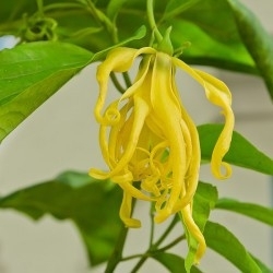 Ylang-Ylang  10ml INCI: Cananga odorata Komoren