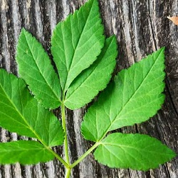 Recept Zevenblad balsem/  Aegopodium podagraria