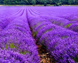 Lavendel Mont Blanc 38/40  INCI: va 10mlLavendel angustifolia Frankrijk  100%