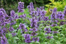 Hyssop/Hysoppus officinalis va 50gr