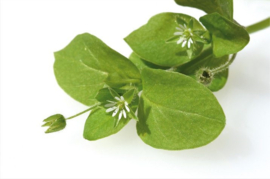 Vogelmuur Stellaria media va 50gr