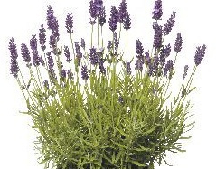 Lavendel Hydrolaat va 100ml INCI:Lavandula angustifolia Flower Water